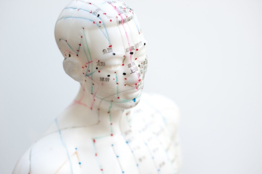 model showing traditional Chinese medicine facial acupuncture points